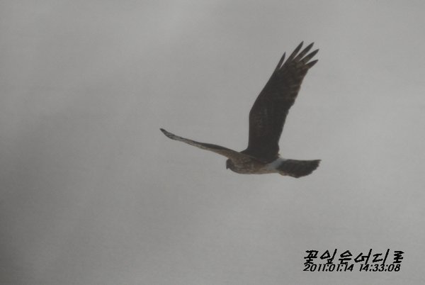 잿빛개구리매