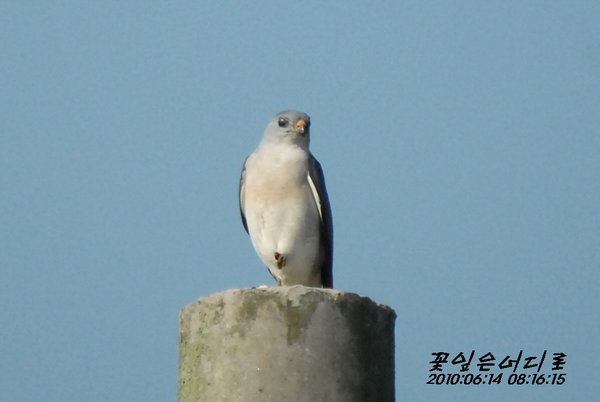 붉은배새매