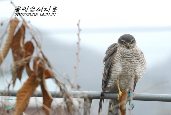 새매