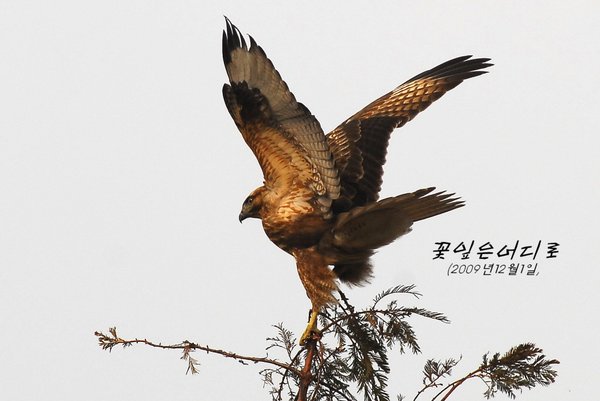 말똥가리