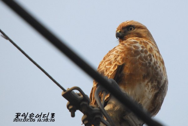 말똥가리