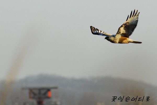 털발말똥가리