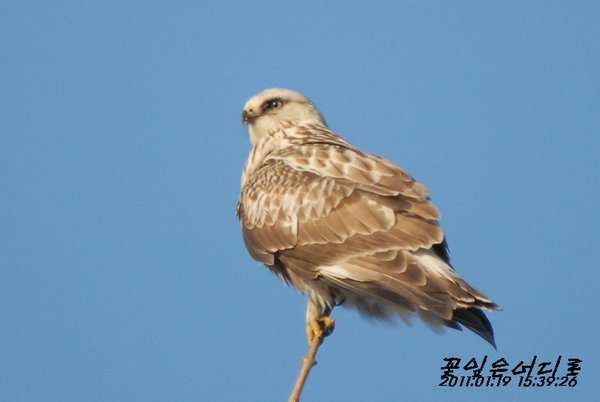 큰말똥가리