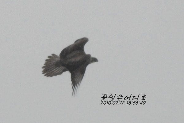 큰말똥가리