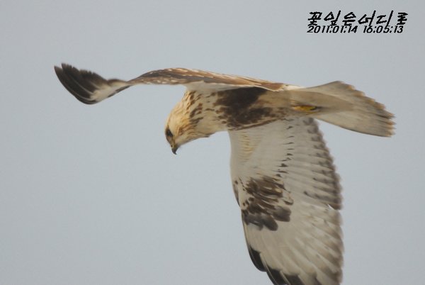 큰말똥가리