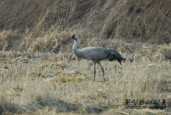 검은목두루미