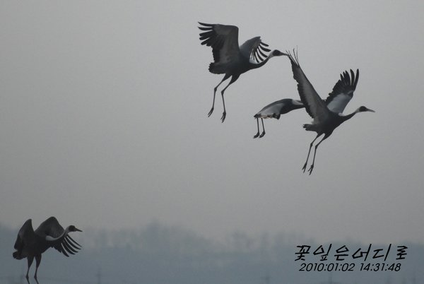 재두루미