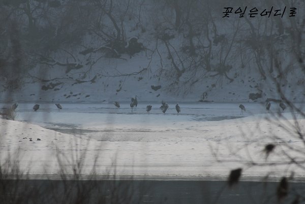 재두루미