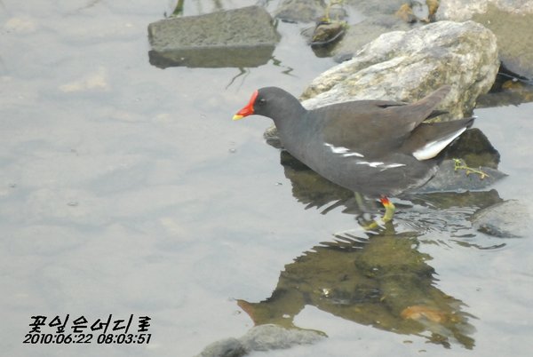쇠물닭