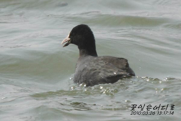 물닭