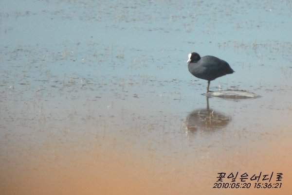 물닭