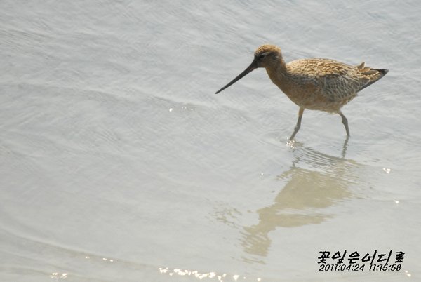 큰뒷부리도요