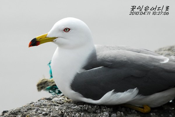괭이갈매기