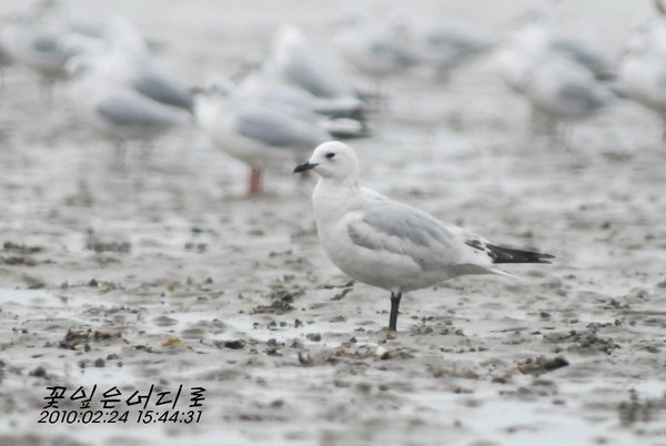 고대갈매기[적호갈매기]