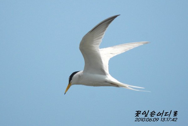 쇠제비갈매기