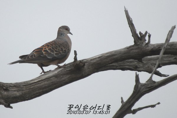 멧비둘기
