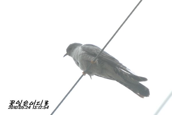 뻐꾸기