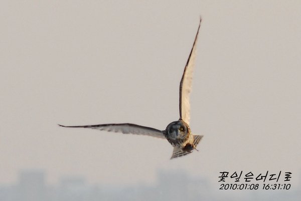 쇠부엉이