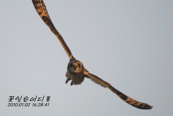 쇠부엉이