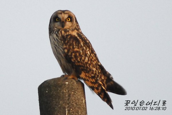 쇠부엉이