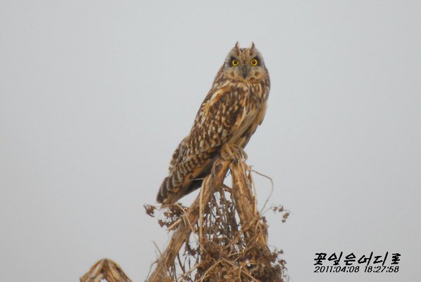 쇠부엉이