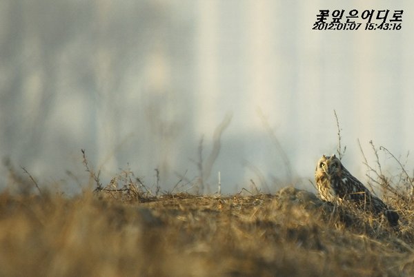 쇠부엉이