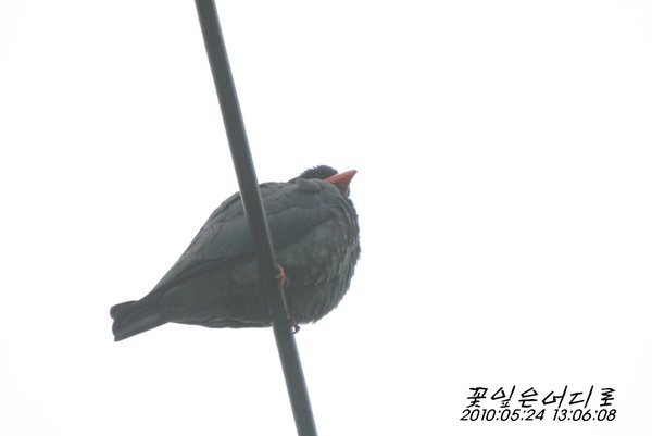 파랑새