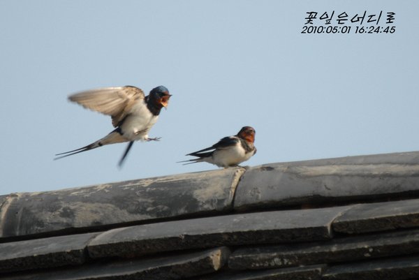 제비