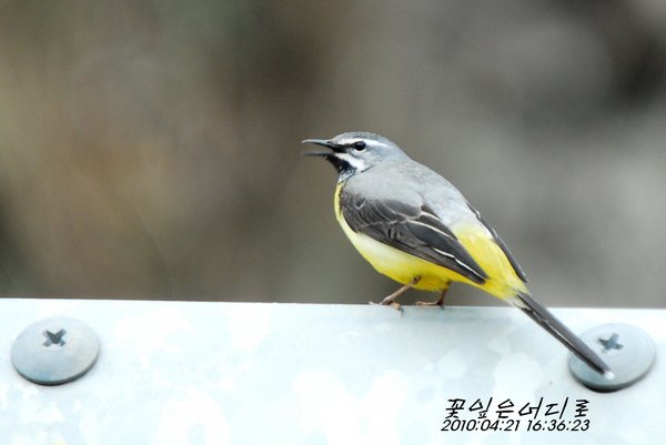 노랑할미새