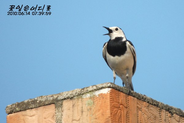 알락할미새