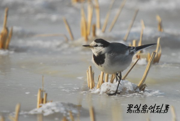 백할미새