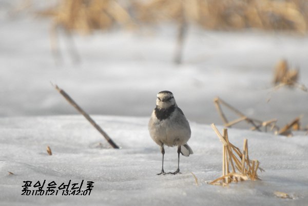 백할미새