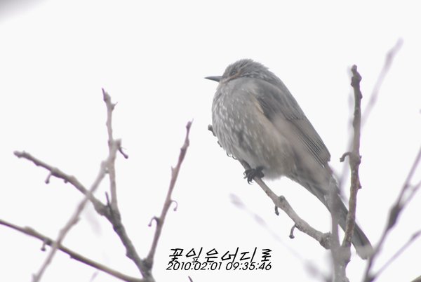 직박구리