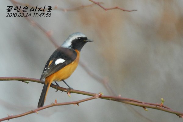딱새