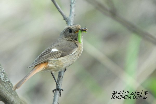 딱새