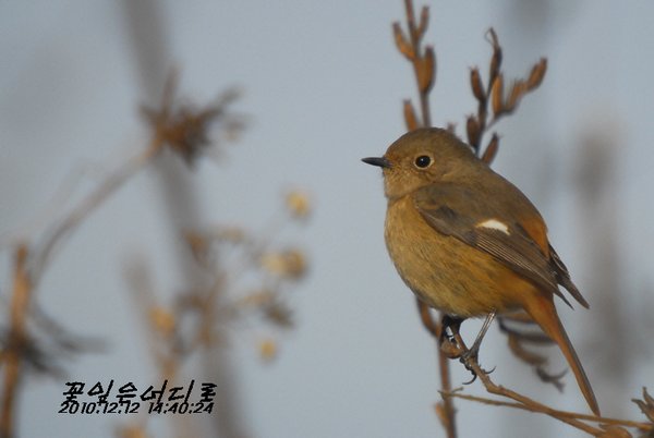 딱새