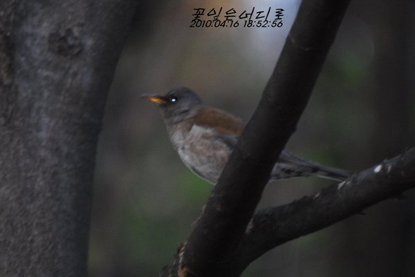 흰배지빠귀