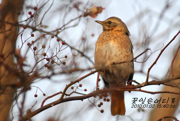 개똥지빠귀(노랑지빠귀)