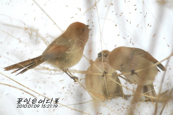 붉은머리오목눈이