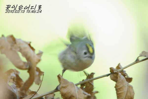 상모솔새