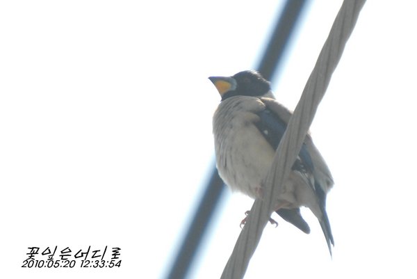 밀화부리