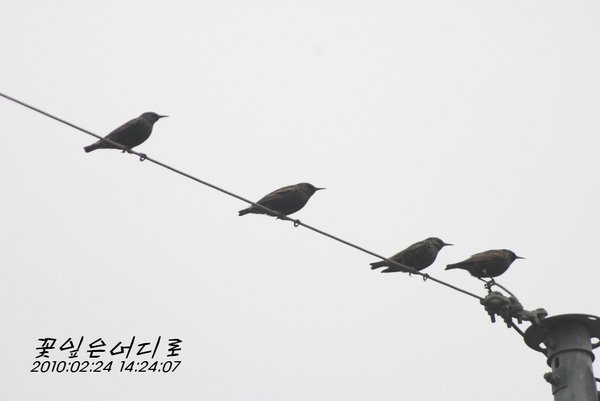 흰점찌르레기