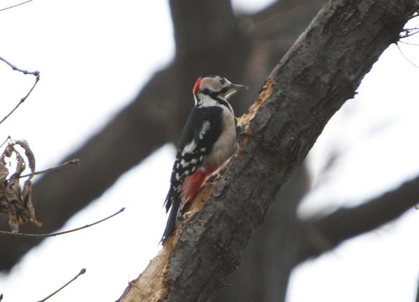 오색딱다구리