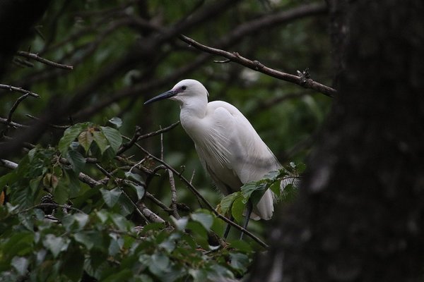 중백로