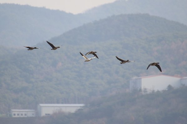 흰기러기