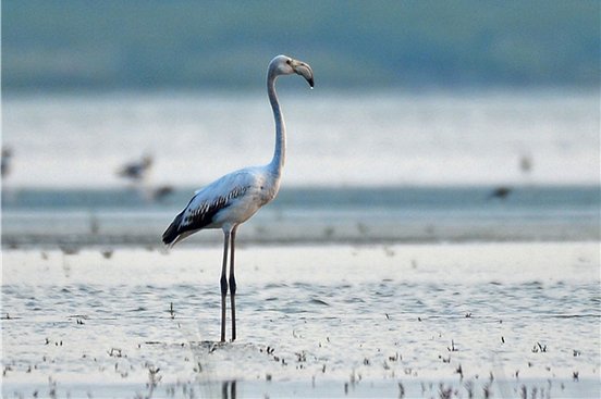 큰홍학(Greater flamingo)