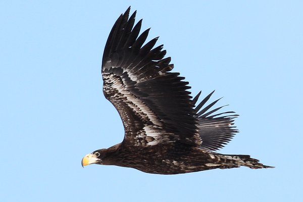 참수리