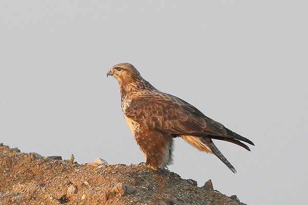 큰말똥가리