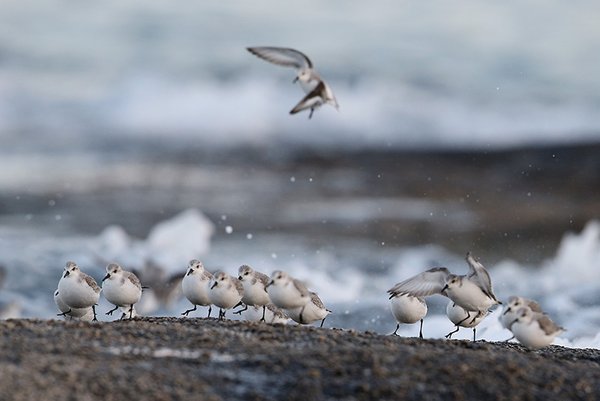 세가락도요