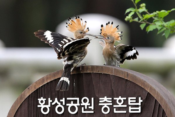 후투티